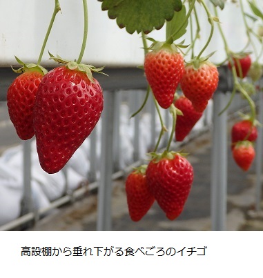 食べごろのいちご